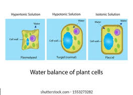 What is the difference between a turgid cell and a flaccid cell? Hypertonic Hypotonic Isotonic Solution Condition Plant Stock Illustration 1553273282