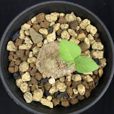 Image result for Dorstenia psilurus