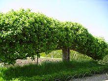 Training and pruning fruit trees to grow along walls or fences keeps the fruit at an easily accessible height, and turns an otherwise standard tree into a garden showpiece. Espalier Wikipedia