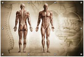 Gartenposter Anatomie Mensch Ii Ca 80 X 120 Cm Posterdepot De