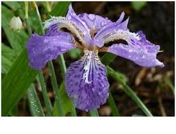 Check spelling or type a new query. What Is The National Flower Of Algeria Whatsanswer