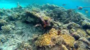 Get the best deals on holidays, hotels and cruises to greece, turkey and egypt. Egypt Hurghada Arabia Azur Resort Diving Youtube