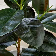 Alibaba.com offers 1,975 artificial planting rubber tree products. Faux Potted Rubber Tree