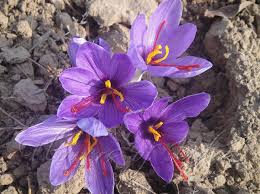 List of flower names a to z with pictures. Crocus Sativus Saffron Flower