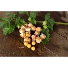 My pineapple tomato plant isn't setting fruit either. Pineapple Ground Cherry Heirloom 75 Days
