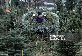 Brian Else prepares to cut down a tree at the Dartmoor Christmas Tree...  News Photo