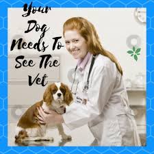 Some regular checkups need to ensure your dog is doing well. Answer To How Frequently Should I Take My Dog To The Vet Therapy Pet