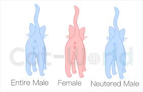 English has a little of that: How To Determine The Sex Of A Cat Cat World