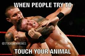 Show Stock Memes Show Cattle Showing Livestock Cute Names