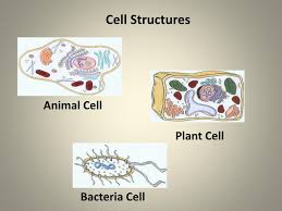 Yes, your cells are actually very similar to a plant's cells. Ppt Animal Cell Powerpoint Presentation Free Download Id 1985743