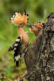 Bird Story Mobile Uploads Hayvan Hayvanlar Guzel Kuslar