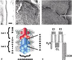 We did not find results for: 1 Structure Of Gap Junction Connexon And Connexin A Thin Section Download Scientific Diagram