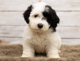 Check the webite for details. Standard And Mini Sheepadoodle Puppies For Sale Poodles 2 Doodles Sheepadoodle Puppy Mini Sheepadoodle Puppy Sheepadoodle