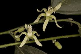 Image result for Leptonychia tokana