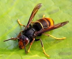 Black And White Wasp Identification 25 Types Of Wasps And Hornets Progardentips Wasp Hornet Asian Giant Hornet