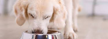 With natural nutrition as the driving force behind the food we choose, you can feel confident that your feline family member is eating a wholesome diet whatever diet your cat enjoys, homes alive pets is dedicated to providing nourishing diets that will give her the nutrition she needs and the taste she. Wellness Dog Food Puppy Food Petsmart