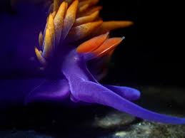 Image result for Selago dinteri