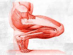In accordance, the muscles of the leg are organized into three groups: What Is The Anatomy Of The Lower Leg
