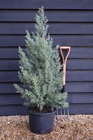 Image result for Cupressus arizonica