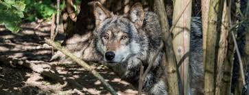The other adults care for the pups whilst. Wolf Ministerium Fur Umwelt Klima Und Energiewirtschaft Baden Wurttemberg