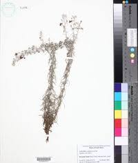 Image result for Sopubia ramosa