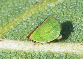 Image result for Aneilema chrysopogon