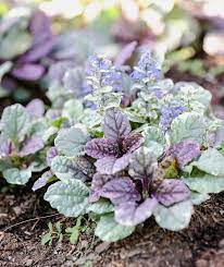Aan de hand van de days of joy lijn, laten we de vrolijke kleuren hun werk doen, met een collectie aan producten die direct voor een. 15 Impossible To Kill Outdoor Plants Real Simple