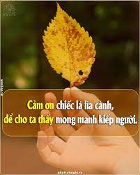 Cảm ơn Chiếc La Lia Canh Trong 2021 Lời Phật Dạy Cam ơn Cam