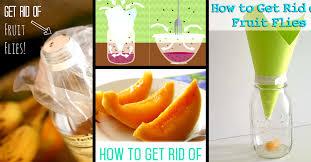 Getting rid of fruit flies in your home for good can require persistence and sometimes, thinking outside the box. How To Get Rid Of Fruit Flies Cute Diy Projects