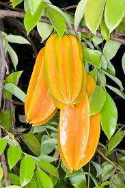 Image result for Averrhoa carambola