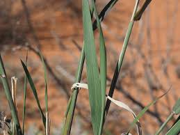 Image result for Enteropogon