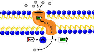 Atp Synthesis And Chemiosmosis In Photosynthesis Youtube
