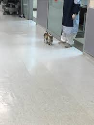 最多情報局 on twitter 子猫 猫 親子 猫