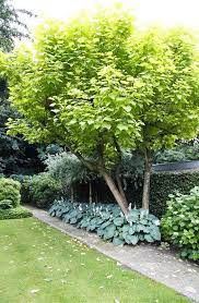 catalpa tree seed evergreen shrub tropical ornamental plant garden home garden trees small city garden plants