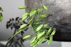 We did not find results for: How To Care For Agapanthus Gardenologist