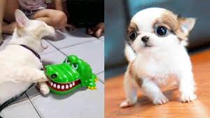 Dog Reaction To Cutting Cake Funny Dog Cake Reaction Compilation Youtube