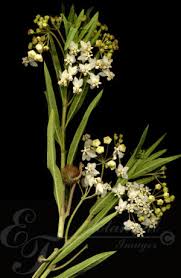 Image result for Isoglossa ciliata