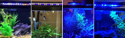 Amazon Com Aquarium Lights Mingdak Led Fish Tank Hood Light For Freshwater And Saltwater Universal Extendable Stands 36 Leds 11 Inch Lighting Color White And Blue Pet Supplies