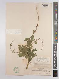 Image result for Abrus fruticulosus