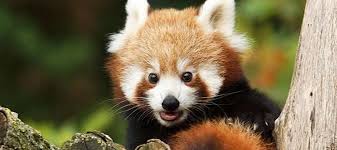 Inès est arrivée à beauval au printemps 2018, à l'aube de son premier anniversaire et en même temps qu'un jeune mâle prénommé browny ! Sortie Au Grand Air Pour Les Bebes Pandas Roux De Beauval Val De Loire