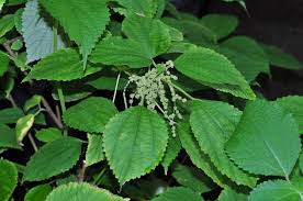 Image result for Boehmeria macrophylla