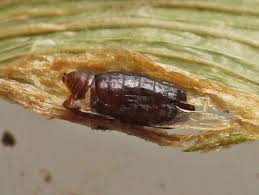 Image result for phytomyza gymnostoma