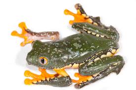 Image result for Craspedorhachis