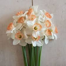 Double Fashion Narcissus Bulb Johnny S Selected Seeds In 2020 Narcissus Bulbs Flower Pot Design Pink Charm