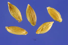 Image result for Urochloa