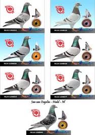 Posts published in merpati balap. 52 Modern House Design Ideas In 2021 Racing Pigeons Pigeon Pictures Homing Pigeons