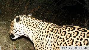 Scientists identify 20 million acre habitat area for jaguars in arizona, new mexiconews (biologicaldiversity.org). Rare Jaguar Spotted In Mountains Of Arizona