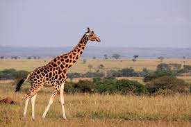 Healthy giraffes can live up to 25 years if they are in the wild. How Do Giraffes Stay So Cool Perhaps The Secret Is A Long Neck Smart News Smithsonian Magazine