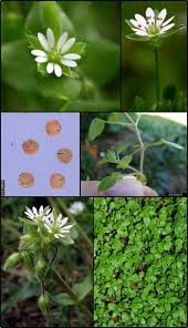 Image result for Stellaria  media