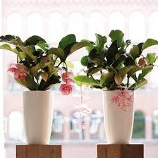 Adoptez des plantes qui fleurissent dans la maison longtemps et tout au long de l'année ! Plantes D Interieur Gamm Vert